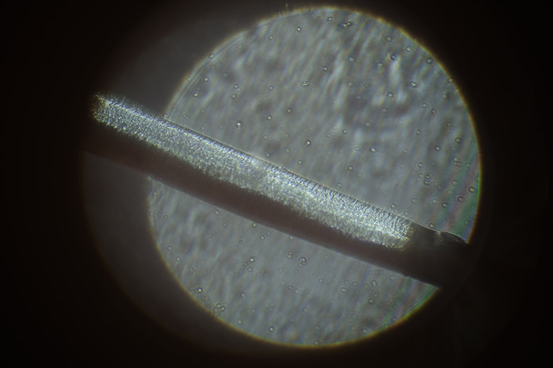 Ein Haar unter dem Mikroskop